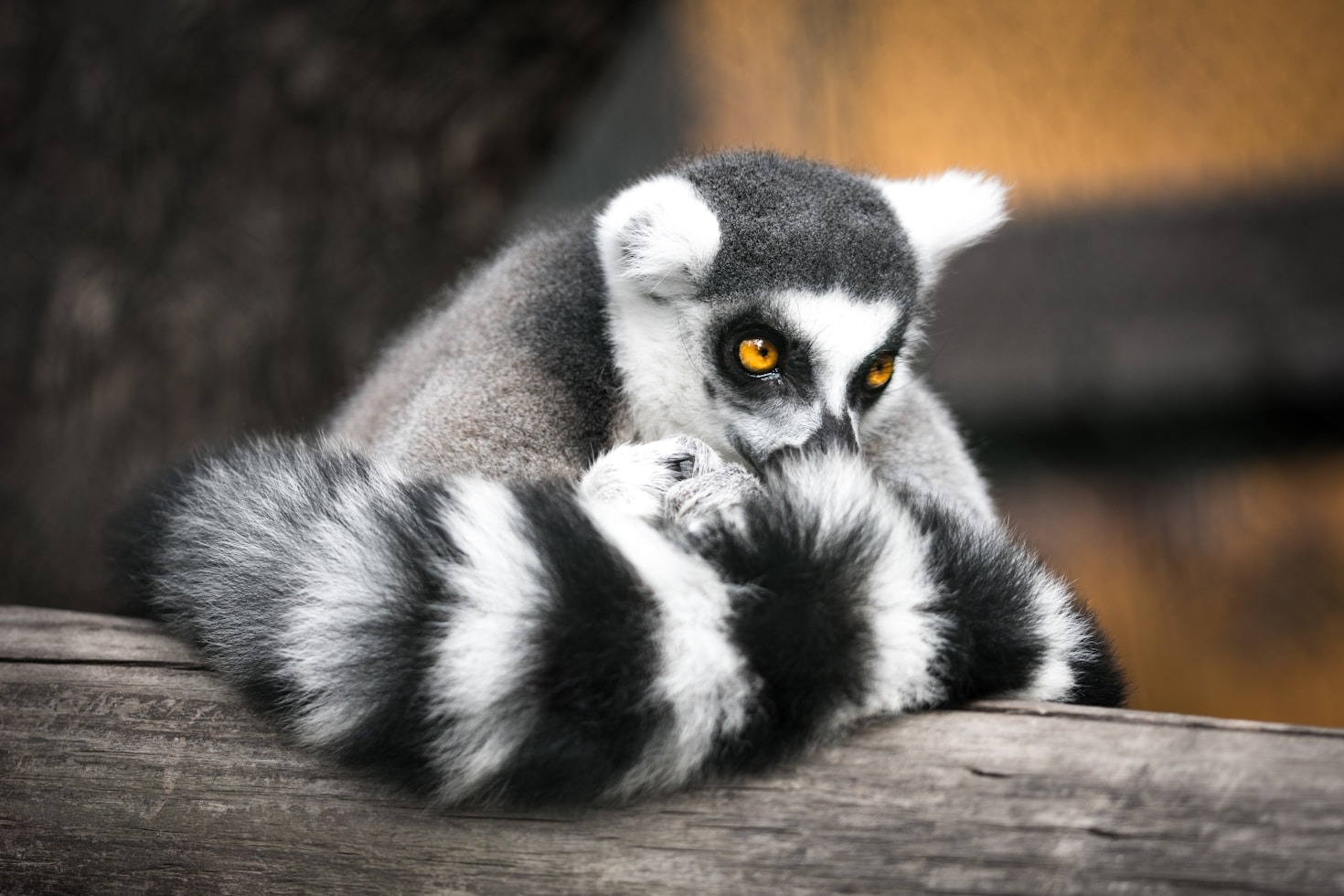 Mitos comunes sobre los animales exóticos